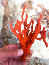 Red Tree Sponge Stump Pass Live collected for aquarium