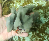 Grey Blue Silky Sponge for sale.