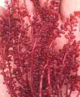 Red Grape Sea plant macro algae seaweed close up.