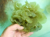 Buy live scroll macro algae for saltwater reef tank aquariums.