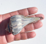 Whelk snail live saltwater snail for sale.