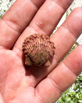 Swimming Scallop for sale or Live Calico scallops for saltwater aquariums.
