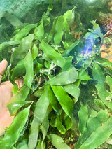 Large Leaf Prolifera Macro Algae for Saltwater Tanks
