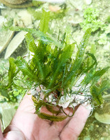 Live saltwater marine plants rooted and growing on shells and rocks for reef tank aquariums.
