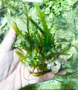 Fern macro algae cluster growing live on substrate attached and ready to introduc to aquarium.