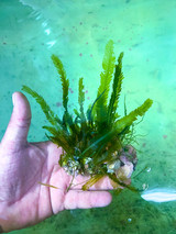 Fern Macro Rooted on Substrate