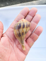 Live Pear Snail for saltwater Aquariums