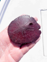 Purple Sand Dollar Rare specimen for Sale.