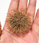 Rose Urchin Babies
