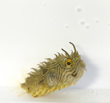 Cutest addition to the marine tank aquarium. spiny puffer or Blowfish. Boxfish.