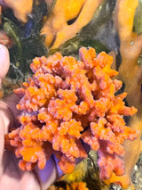 Orange Branch Sponge for sale for saltwater aquariums