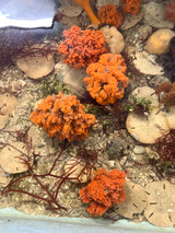 Orange Explosion Acropora Branching Sponge Colonies for marine aquarium