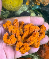 Orange Branch Sponge M