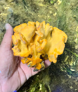 Jumbo Size Yellow sponge
