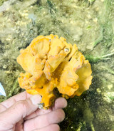 XL Yellow sponge 3