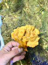 Lemon Lollipop XL Jumbo