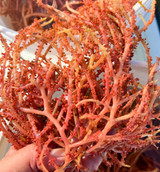 Red Firecracker Macro close up for seahorse aquarium tanks.