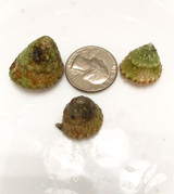 Astrea Snail. Saltwater Clean up crew Astrea snails for sale. Size reference. Algae Eating Turbo Snails.