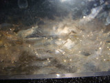 .com : FloridaPets 20 Live Saltwater Ghost Shrimp and 50