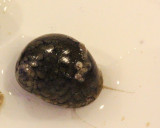 virgin nerite snail close up