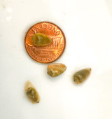 Buy Marginella snails. Get Free shipping.