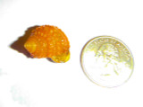 Orange Chestnut Size