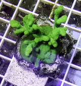 Emerald Green coral colony for sale. Aquacultured strain. Farm raised corals. Montipora, Acropora.