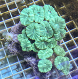 Buy Large Candy Cane Coral Colony 3 Live Coral Colonies.