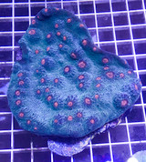 Extr Lrg Ultra Chalice Colony Green Orange Eye Coral Live