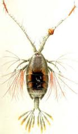 Copepods as food for fish and corals.