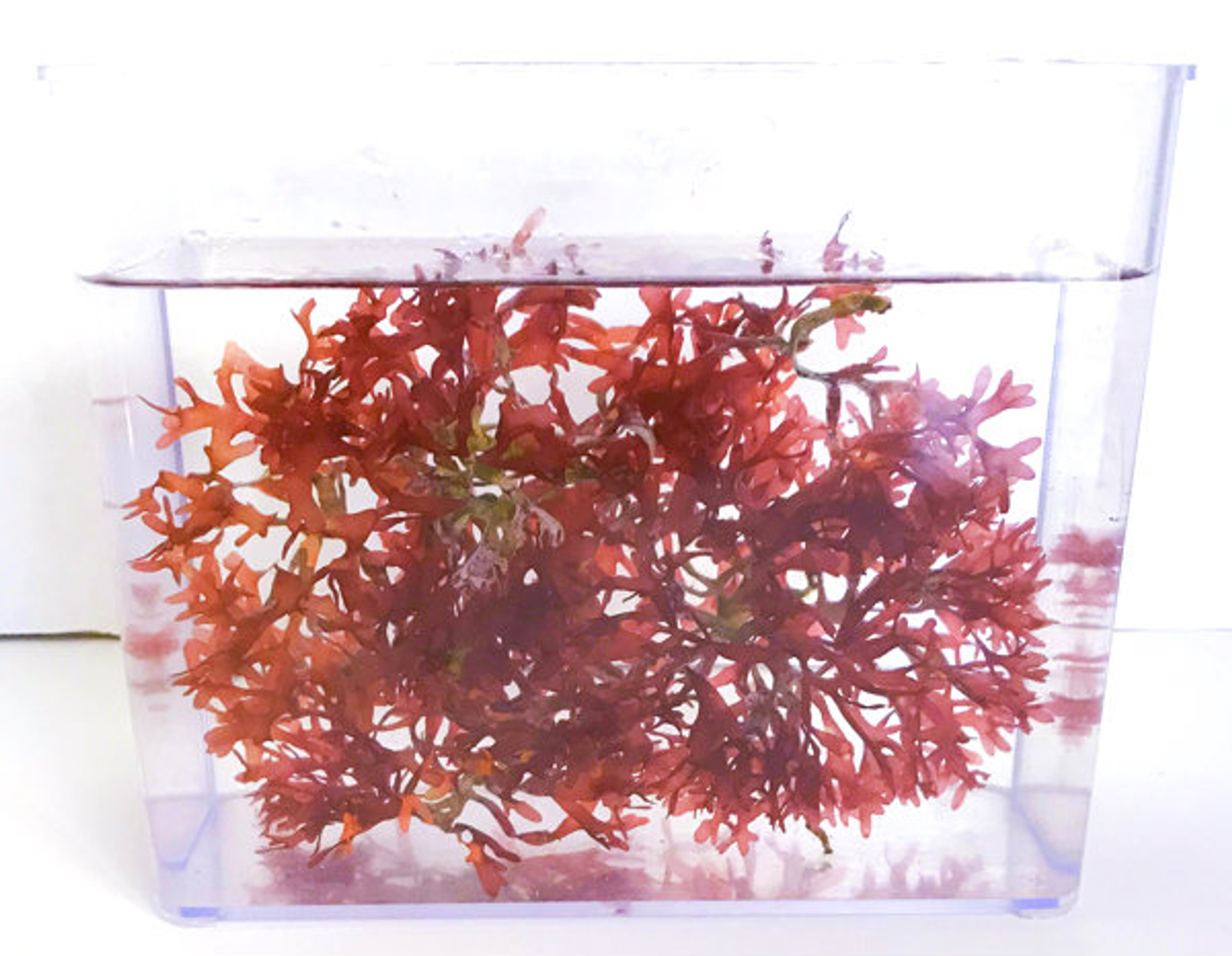 Saltwater Macro for Sale | Buy Macro Algae Hayi Pom Pom