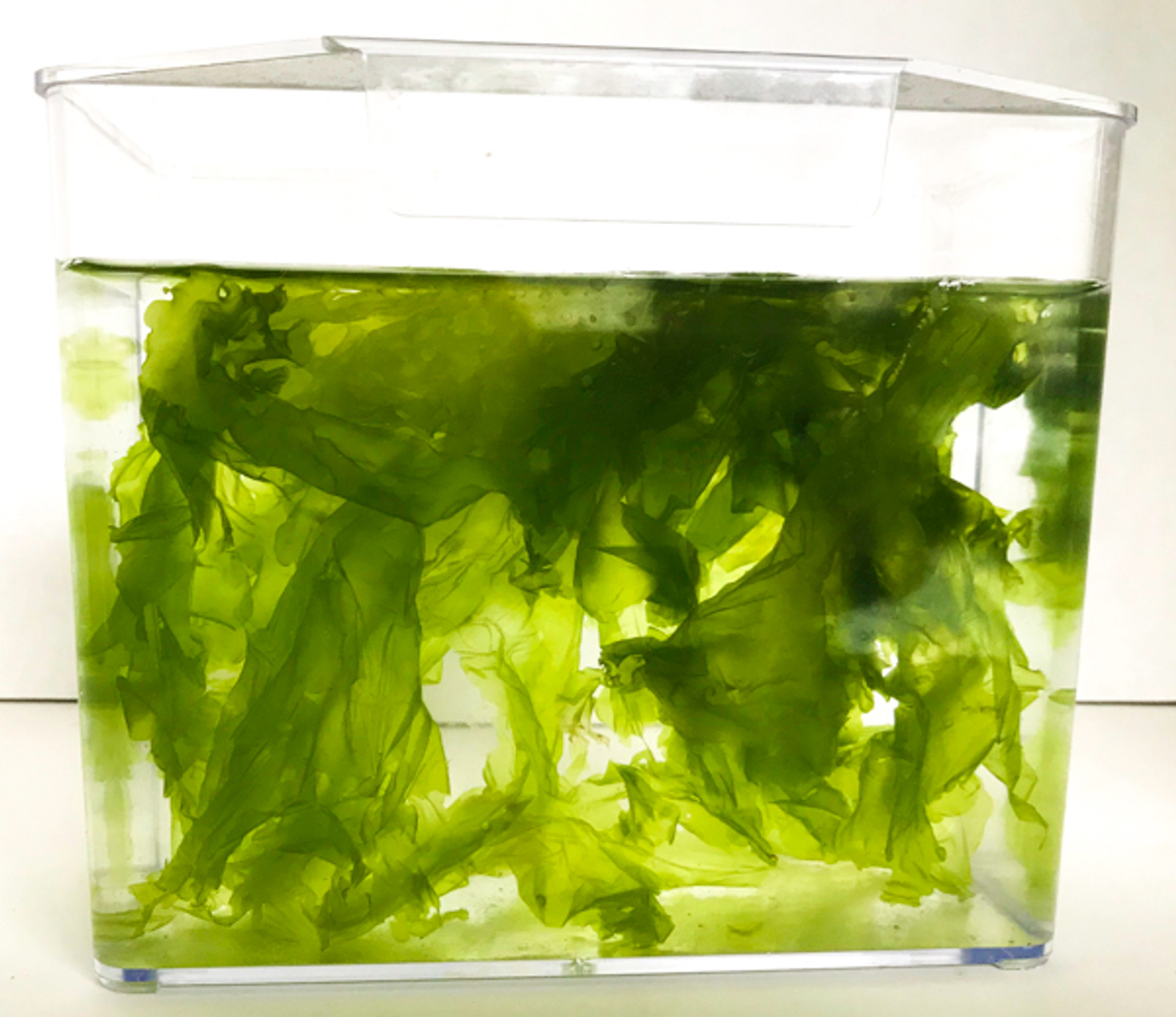 Lettuce Macro Algae for Sale. Buy Wholesale Sea Lettuce Algae Ulva