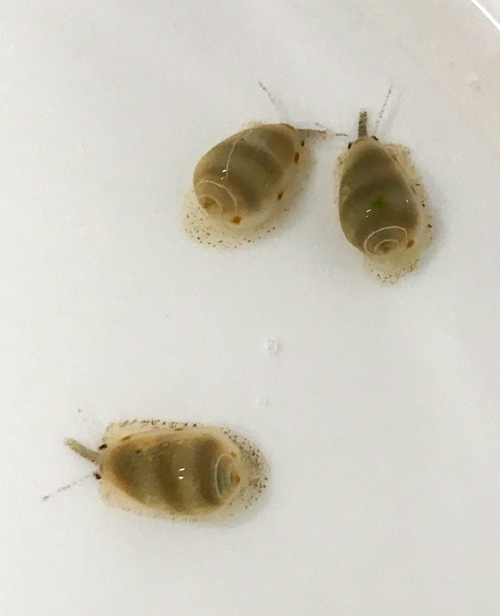 Glowing Marginella Snails saltwater snails aquarium snails for sale