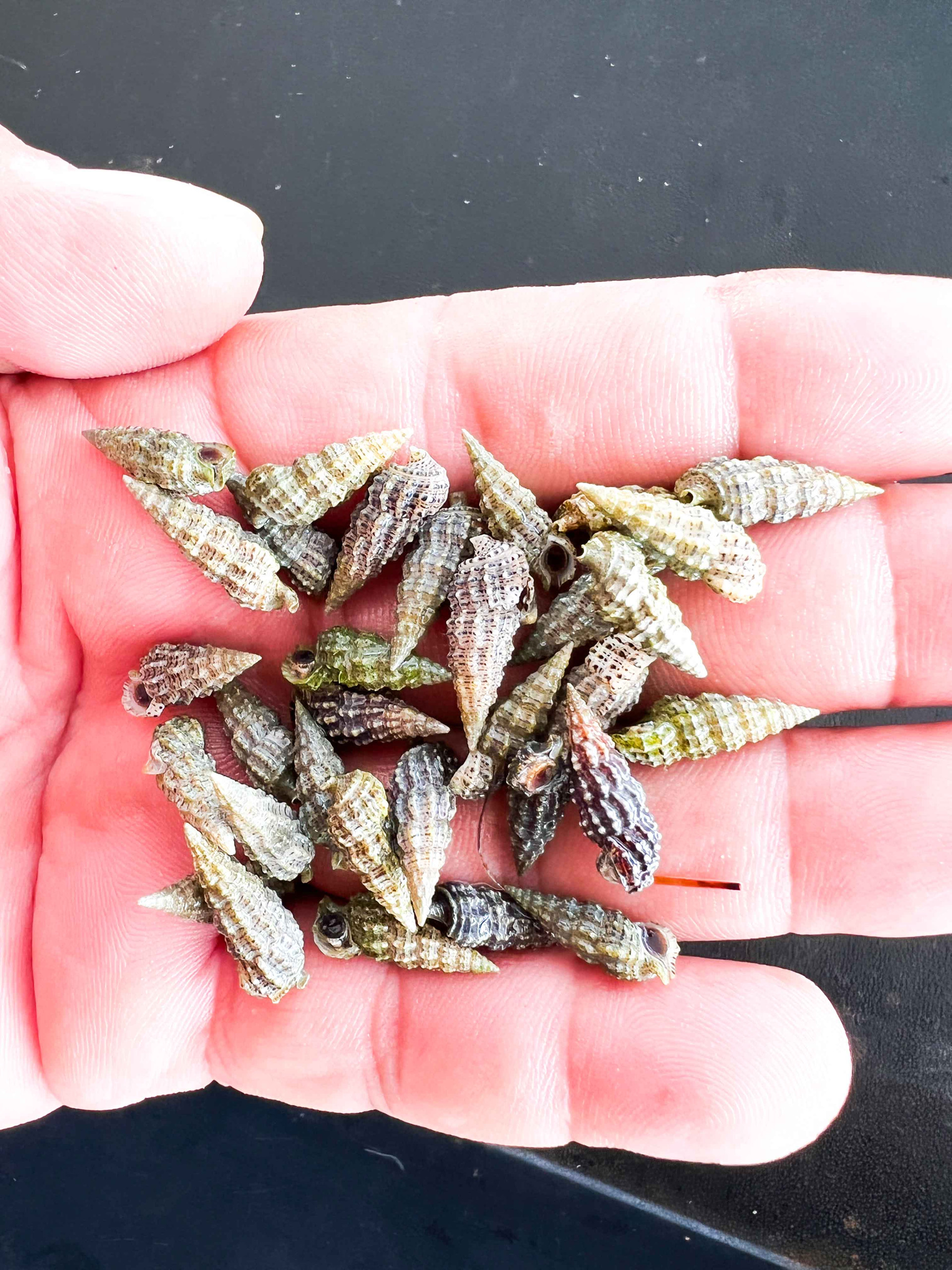 Cerith Snails. Live Saltwater Snails.