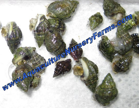 Nassarius Snails for Sale. Saltwater snails.