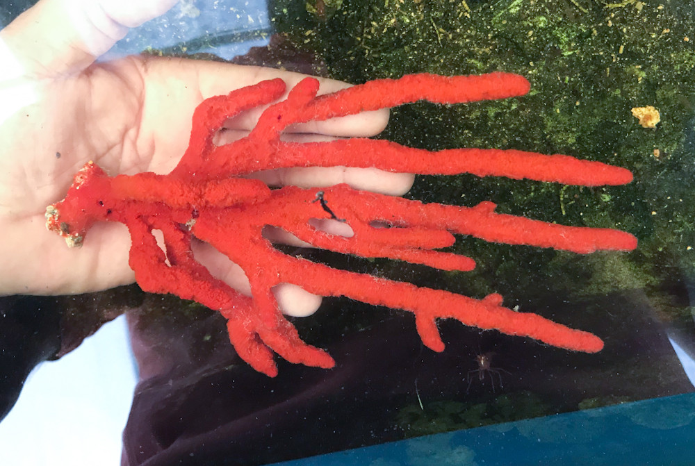 Red Tree Sponge Large full colony live sponges for sale.