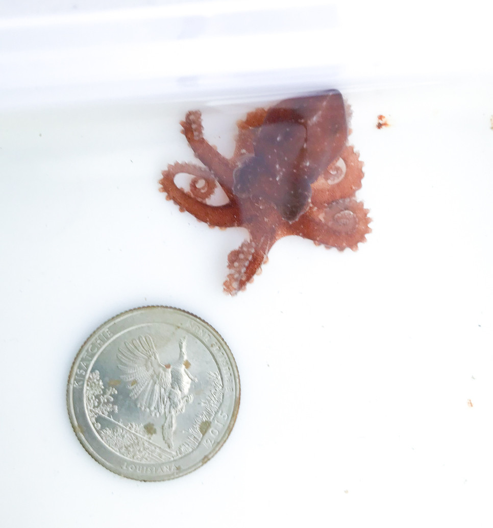 Octopus for Sale. Buy Octopus for Aquarium. Cephalopods for Sale.