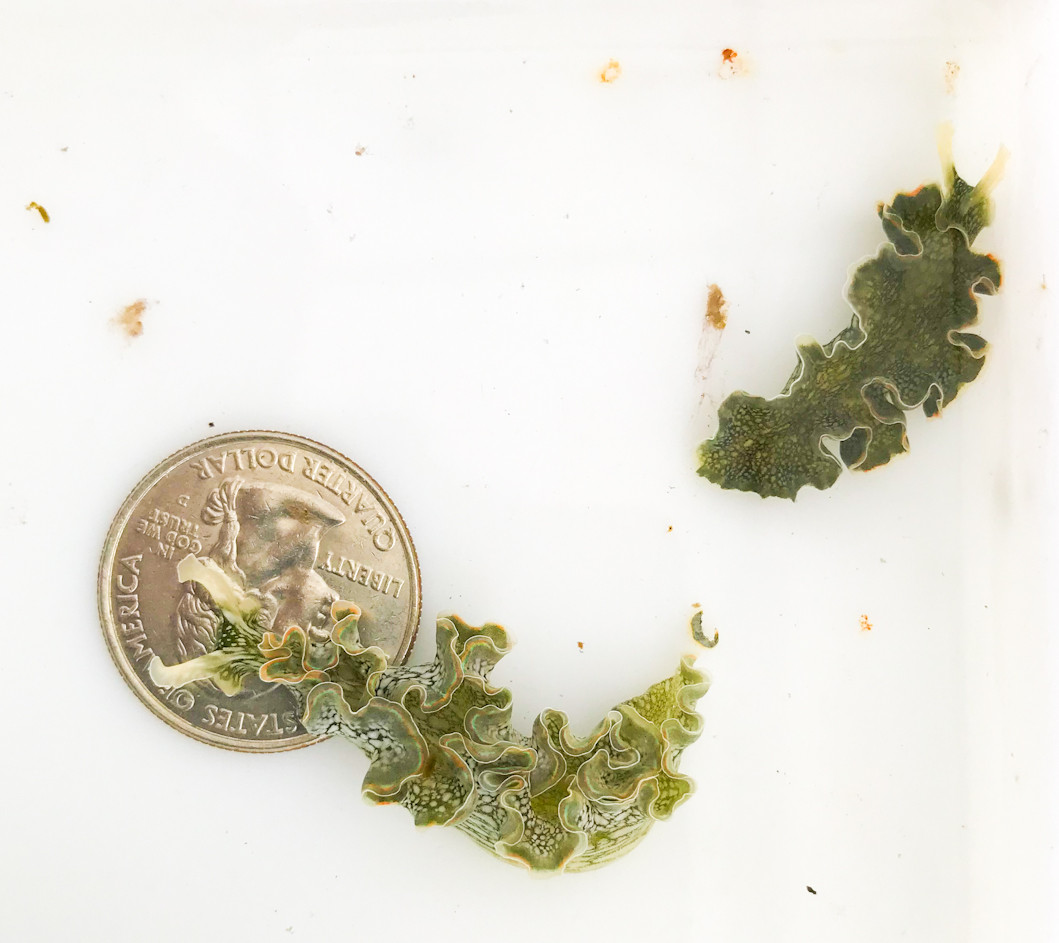 Lettuce Nudibrach for Sale. Get rid of hair algae with Lettuce Sea Slug.