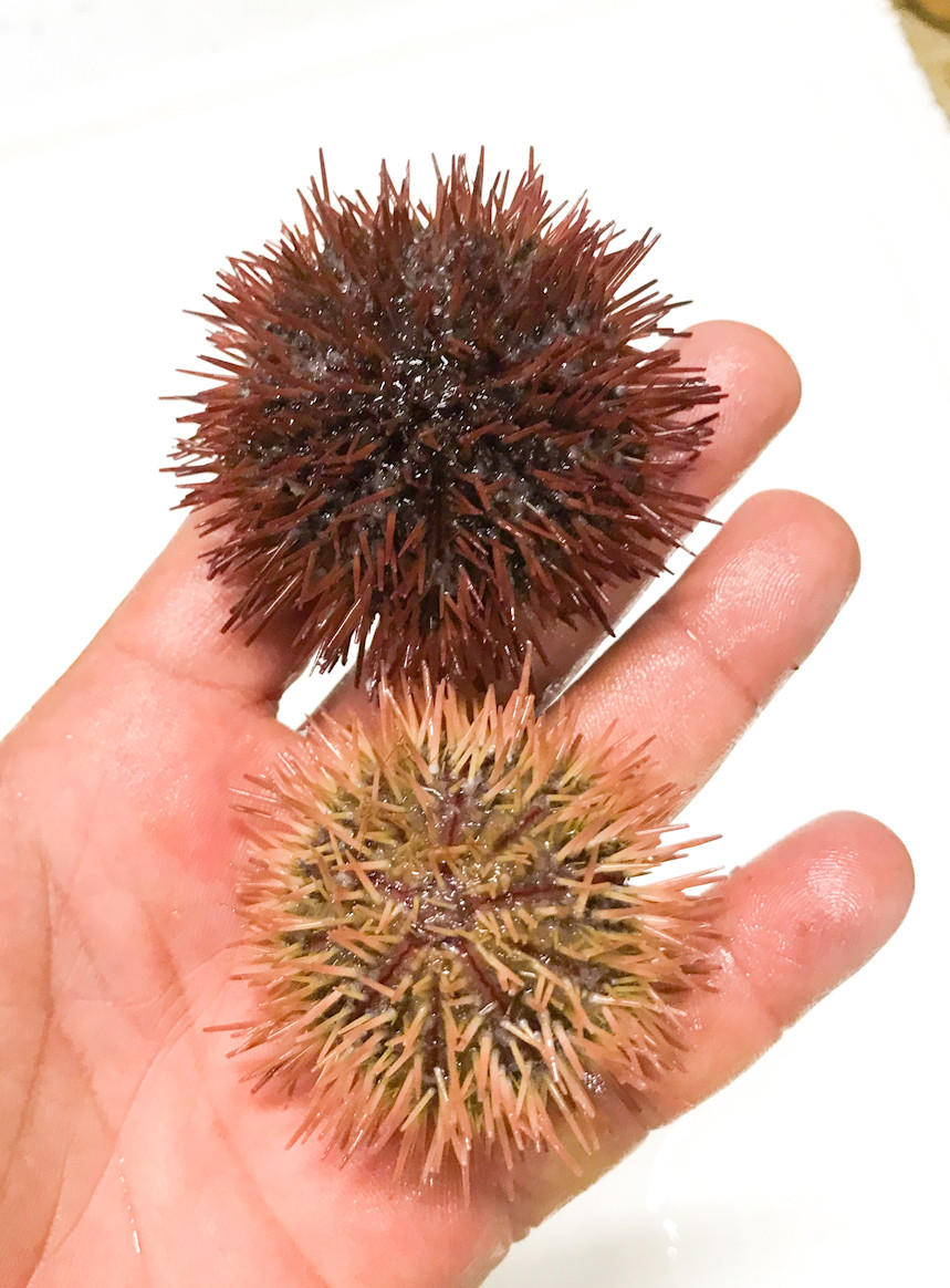 Rose Purple Sea Urchin for Sale. Buy Pincushion Urchin.