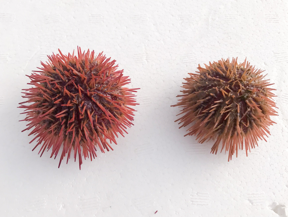 Rose Purple Sea Urchin for Sale. Buy Pincushion Urchin.