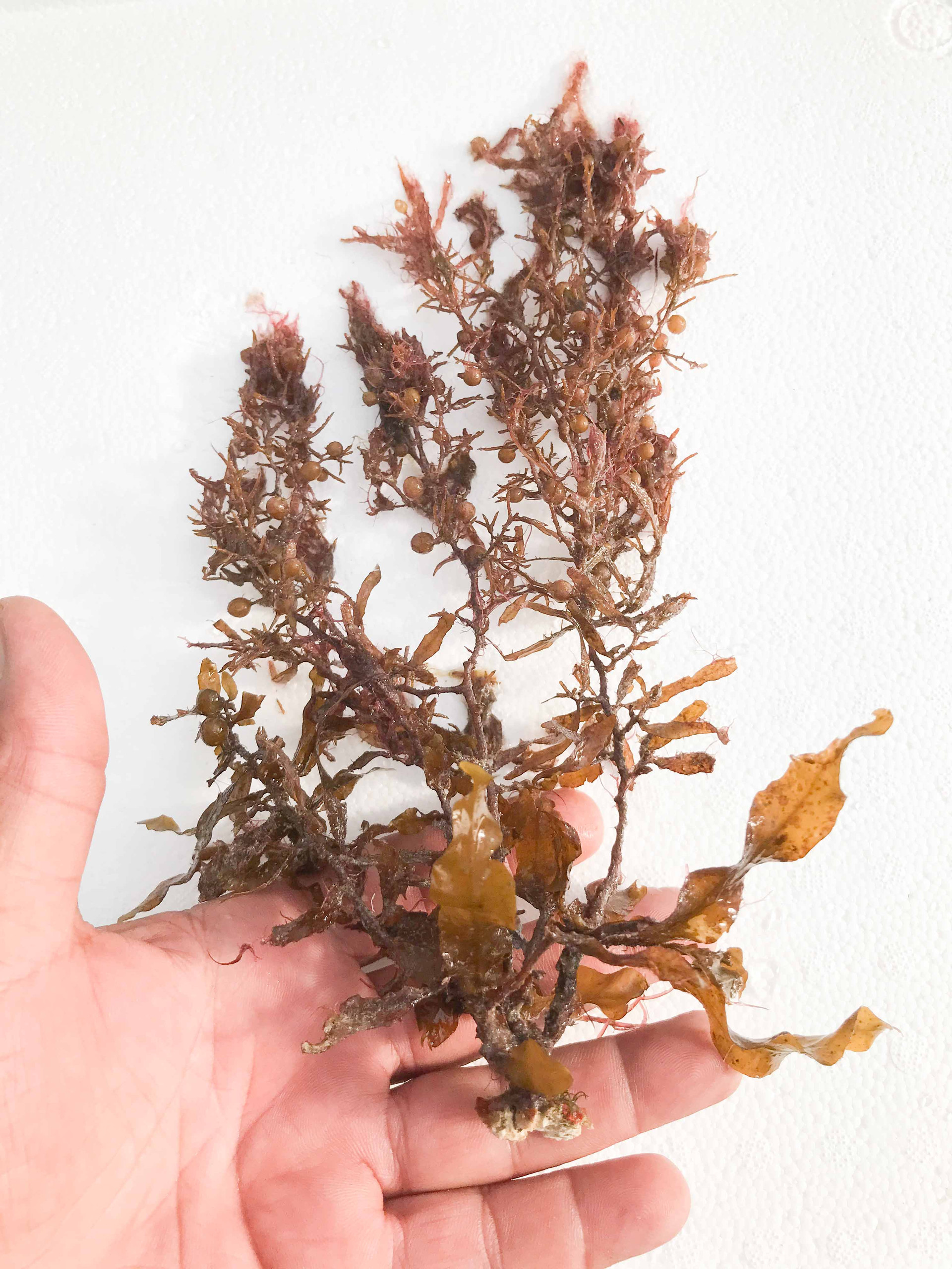 Buy Sargasso Macro Algae for Sale. Golden Sargassum Live Macro