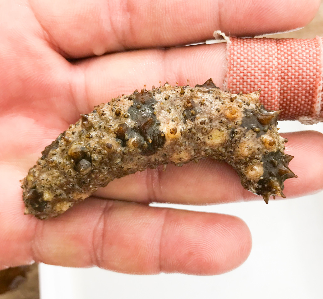 Yellow Sea Cucumbers for Sale. Variegated Sea Slugs or Cucumbers.