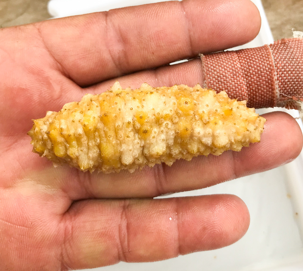 Sea Cucumbers. Get Sea Cucumbers for reef tank aquariums.