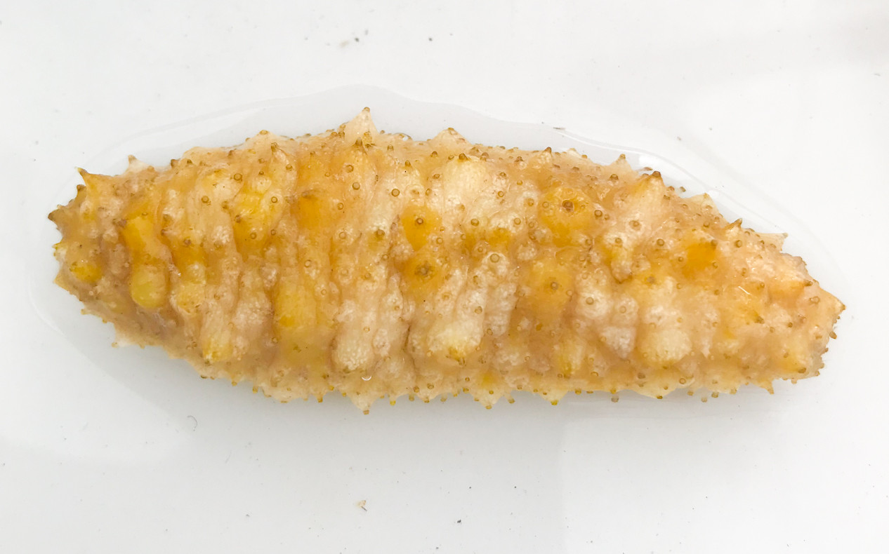 Sea Cucumbers. Get Sea Cucumbers for reef tank aquariums.