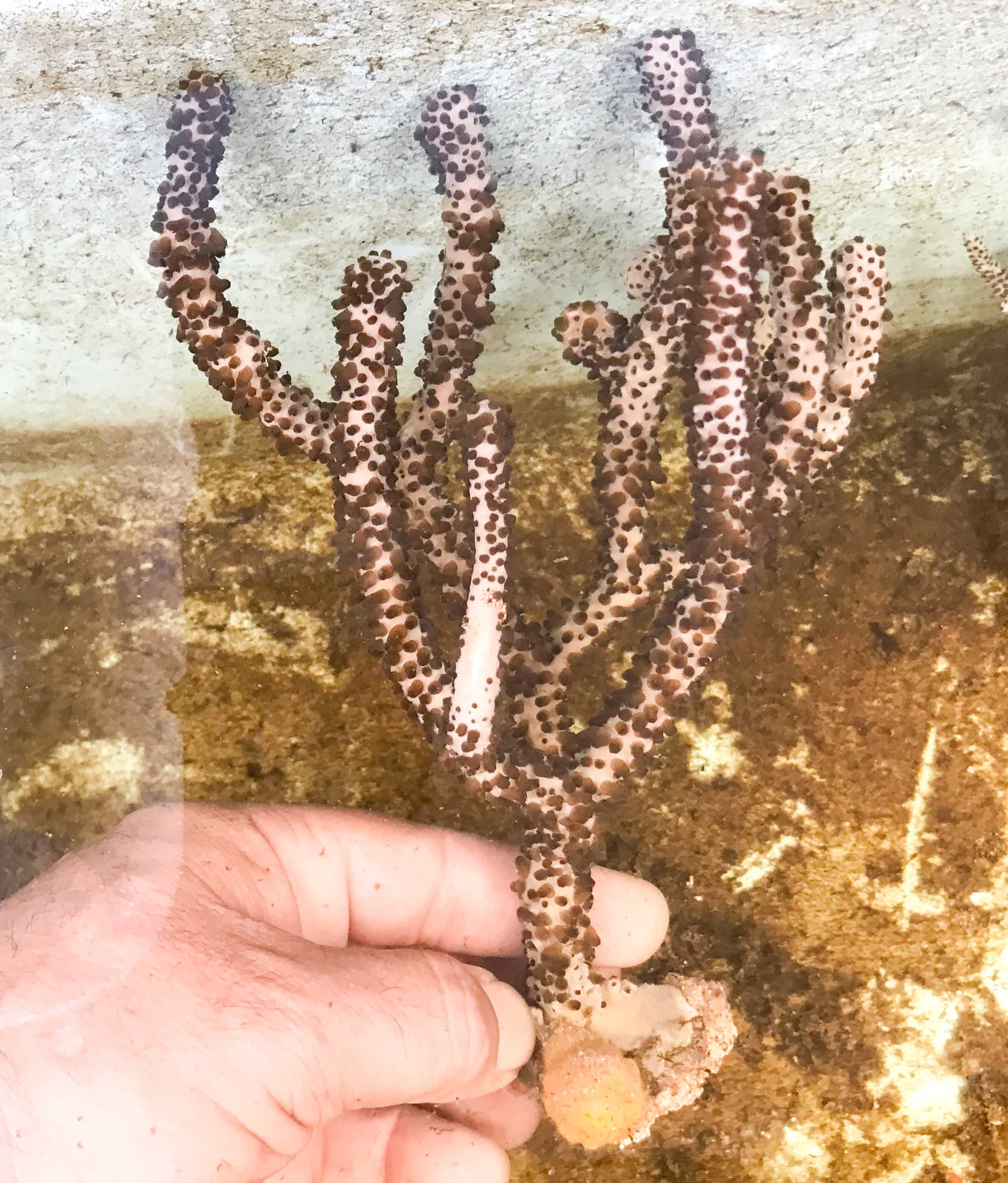 Corky Finger for Sale.