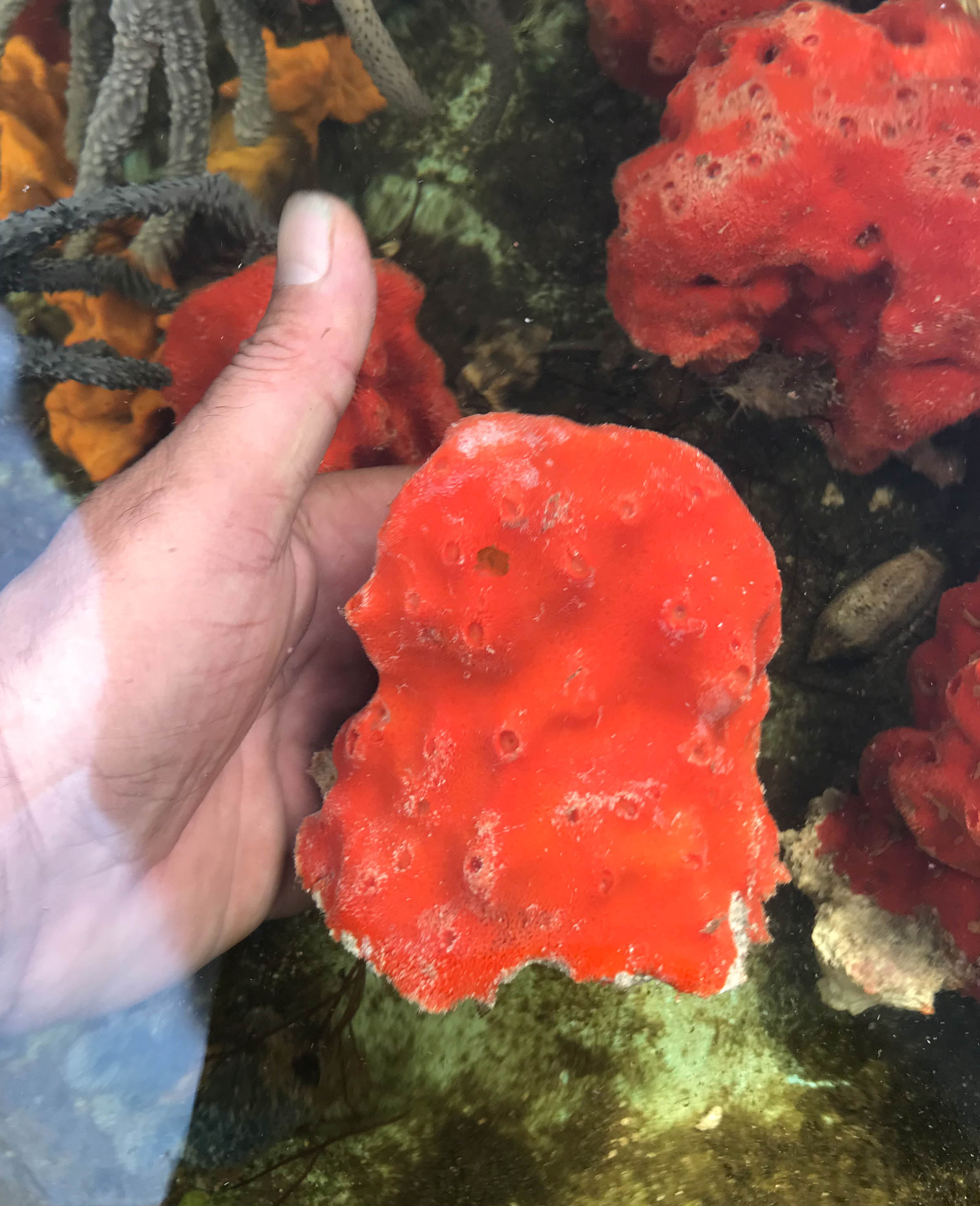 Lava Fire Jumbo Sized Live Sea Sponge for Aquarium.