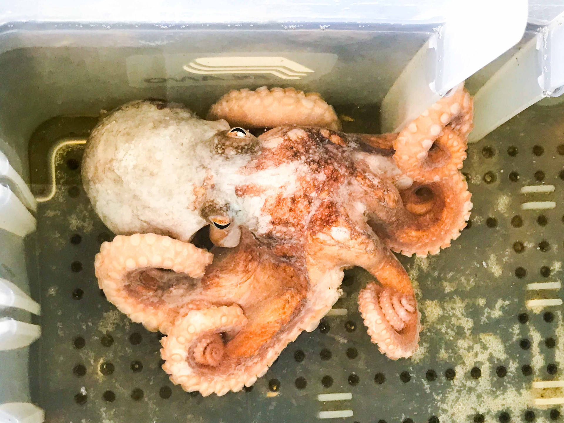 Reef Octopus for Sale. Live Octopus Cephalopods for Aquarium