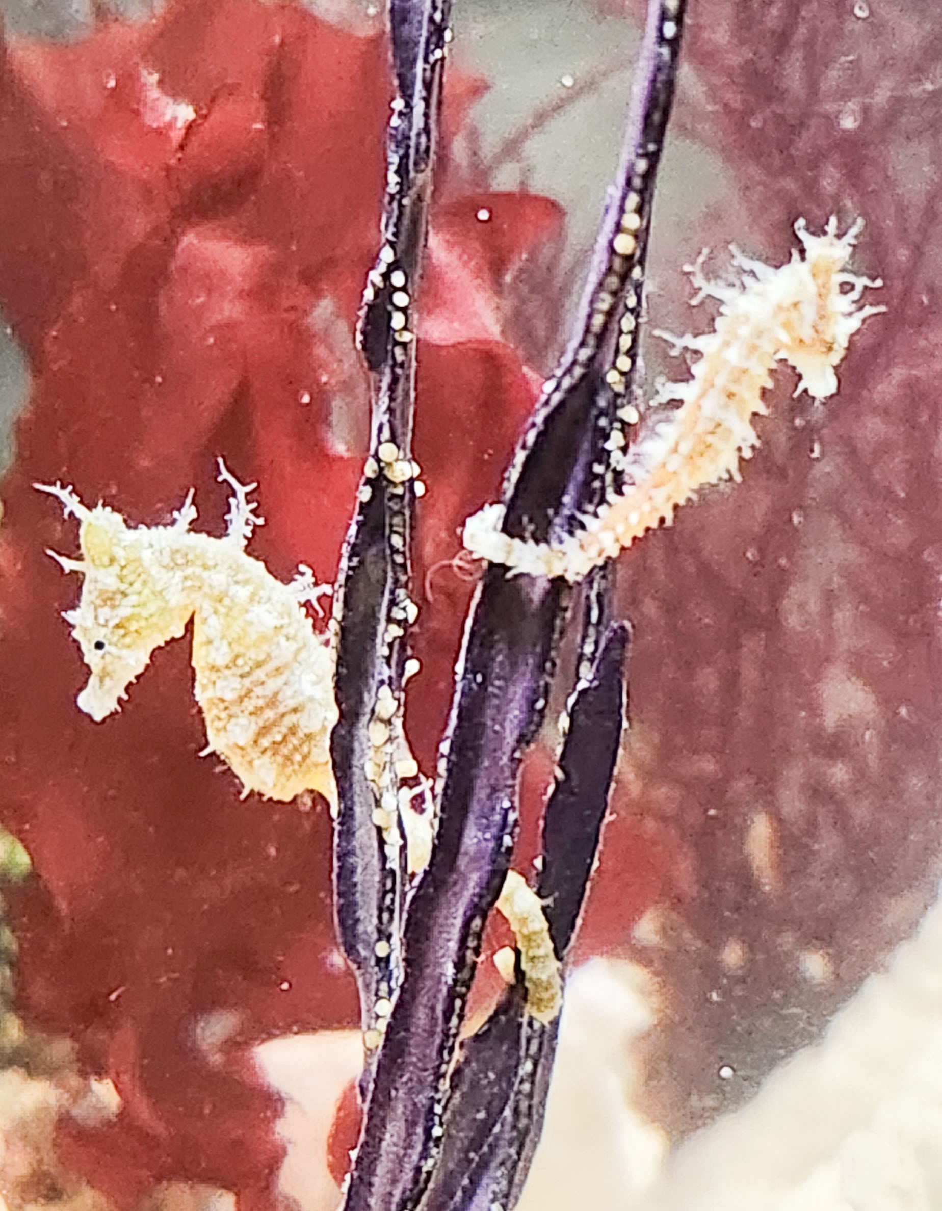 Dwarf Seahorses. Live Seahorse.