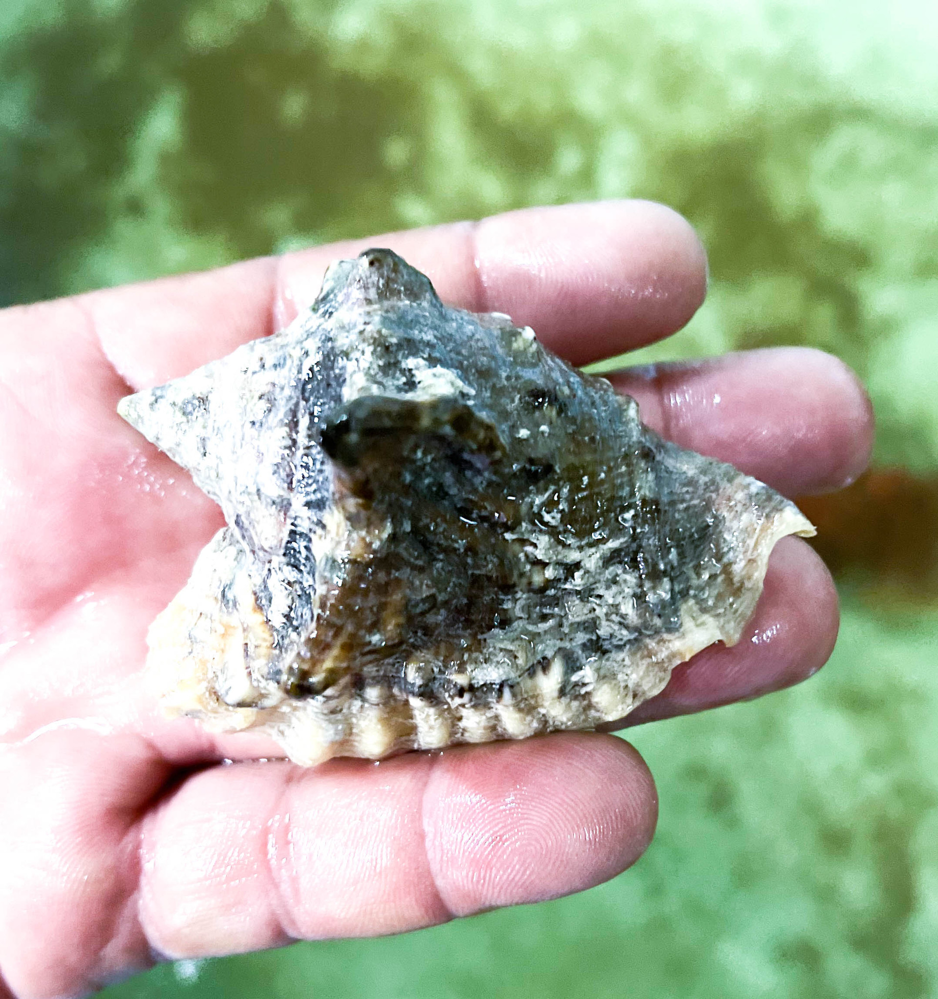 Snails for Sale Rare Live Sea Snails