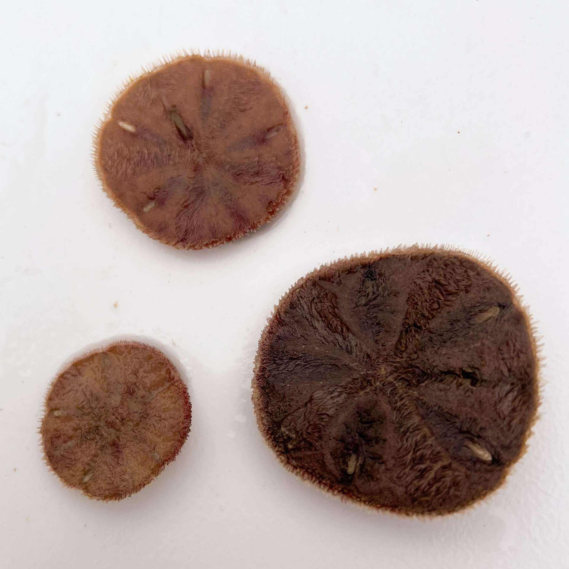 Live Baby San Dollars for sale.